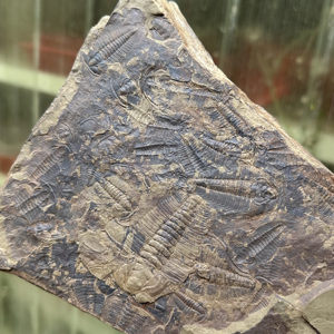Fósil de Trilobites Redlichia de Gran Tamaño, Espécimen Marino del Temprano Cambriano, Detallado y Fino, para Enseñanza de Geología, Exhibición Paleontológica de Escritorio - Product Image 4