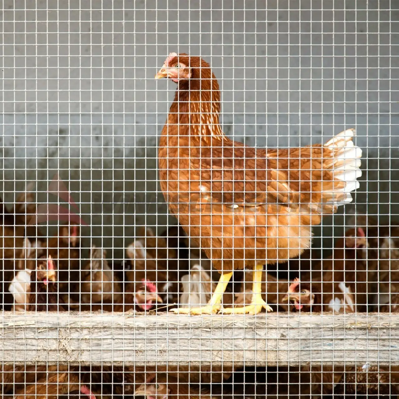 Filet d'élevage de poulets Top Sale treillis métallique soudé galvanisé pour empêcher les animaux de s'échapper