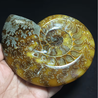 Cendrier en cristal d'ammonite naturel 150-200g, poli, artisanal, objets d'art fossile, cadeaux d'entreprise, décoration de bureau Feng Shui