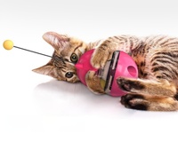 Jouet interactif de luxe écologique pour chat, distributeur de nourriture en plastique avec balle roulante et baguette de stimulation pour l'exercice