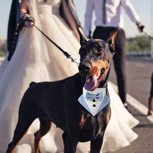 Tanpopo, pajarita ajustable, traje de niño, Collar de perro para mascotas pequeñas, medianas y grandes, boda, fiesta de cumpleaños, esmoquin, Bandana, estampado personalizado - Product Image 4