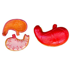 กายวิภาคทางการแพทย์ระบบย่อยอาหารของมนุษย์อวัยวะในกระเพาะอาหารแบบจำลองทางกายวิภาค - Product Image 1