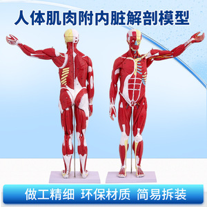 Modèle musculaire du corps humain de 80 cm, anatomie musculaire, structure musculaire humaine, affichage des organes internes, outil pédagogique - Product Image 2