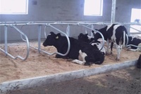 Desain Baru Pagar Leher Sapi Profesional yang Dapat Disesuaikan Menghemat Waktu dan Tenaga  Pemasangan Mudah