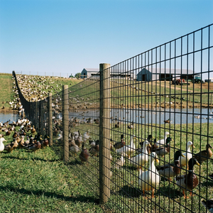 Chicken Wire Iron Wire Weld Mesh Galvanized Steel Welded Wire Mesh for Garden Fence Chicken Cage Farm Fence - Product Image 4