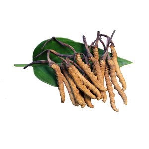 Hongos <span class=keywords><strong>de</strong></span> oruga china, cordyceps, wilde, cordyceps, sinensis, planta completa, sinensis, mycelium - Product Image 2