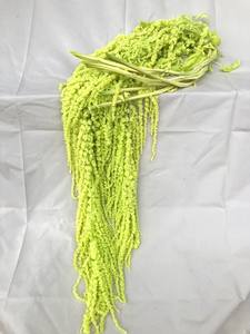 Decoraciones <span class=keywords><strong>de</strong></span> boda al por mayor flores amaranto colgantes blancas conservadas para graduación Navidad Acción <span class=keywords><strong>de</strong></span> Gracias precio <span class=keywords><strong>de</strong></span> fábrica - Product Image 6