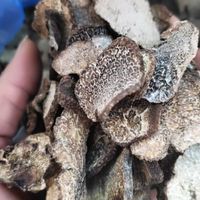 Truffe Champignons comestibles Champignons truffes