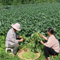 Machine à cueillir les edamame avec souffleur de tri des feuilles