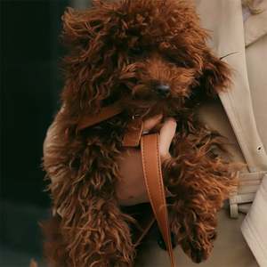 Arnés y Correa para Perro de Lujo Ajustable, Acolchado, de Nailon y Cuero Genuino, Personalizado y de Alta Calidad, Marca Henshine - Product Image 5