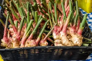 GAP-Zertifizierte Hochwertige Junge Ingwerwurzel Frisches Würziges Gemüse Landwirtschaftliche Qualität Klasse 1 Hellgelb 10Kg/12Kg/30LB PVC-Box - Product Image 2