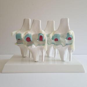 Modelo de Rodilla Humana con Simulación de PVC para Osteoartritis, Modelo Anatómico de <span class=keywords><strong>Esqueleto</strong></span> Médico - Product Image 3