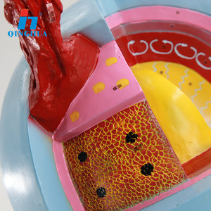 Modèle solaire Qinghua QH3497 : Structure interne du Soleil, un instrument pour l'éducation à l'astronomie et à la géographie chez les jeunes et les plus âgés. - Product Image 4
