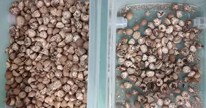 Selezionatrice di colori per noci di Macadamia prezzo selezionatrice di colori per noci di Macadamia