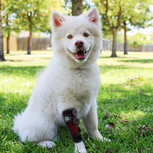 PDT Dog Red Light Pain Therapy 660nm 850nm Mat para pierna Mascotas Wrap Cat Dog Therapy <span class=keywords><strong>Infrared</strong></span> - Product Image 5