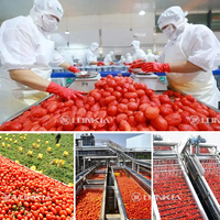 Roestvrijstalen Fruit-En Groentewasmachine Tomatenstoomschilmachine Tomatenverwerkingslijn