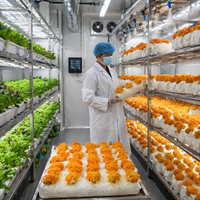 Grandes serres agricoles multi-chapelles commerciales pour culture verticale hydroponique, destinées à la recherche Pro-leaf, pour la production de laitue, de fraises et de chanvre