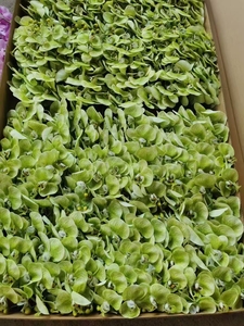 Capodanno di simulazione di nozze Phalaenopsis fiori artificiali morbido in gomma si sentono per il commercio estero all'ingrosso di natale - Product Image 6