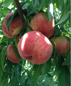 Promoteur <span class=keywords><strong>professionnel</strong></span> de floraison et de fruitation, améliorant la résistance au stress, activateur de couleur et de douceur des fruits, Fe&Ti chélaté - Product Image 3