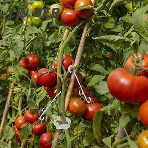 Agriculture Serre Tomate/<span class=keywords><strong>Concombre</strong></span> Plantation Support Plastique <span class=keywords><strong>Rond</strong></span> Treillis Transparent Clip 22/25mm - Product Image 6