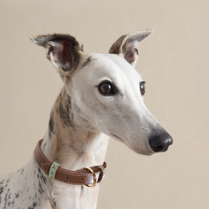 Oferta Especial Accesorios para Mascotas <span class=keywords><strong>Collar</strong></span> de Cuero Genuino Natural de Lujo para Perros de Alta Resistencia - Product Image 6