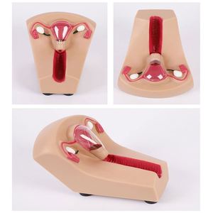 Mô hình đào tạo iud thiết bị tránh thai trong tử cung nữ kyrenmed và mô hình Đào Tạo - Product Image 4