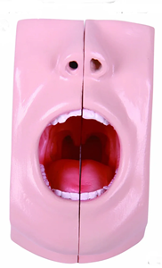 Modelo de Anatomía Oral <span class=keywords><strong>Humana</strong></span> de PVC para Enseñanza Médica Yulin, 2 Componentes, Recurso Didáctico Universitario - Product Image 4