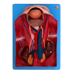 Modelo de <span class=keywords><strong>Esqueleto</strong></span> del Sistema Urinario - Product Image 1