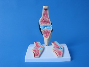 Modèle anatomique médical scientifique en PVC, peinture blanche, fourniture éducative en carton pour l'arthrite rhumatoïde, lieu d'origine - Product Image 1