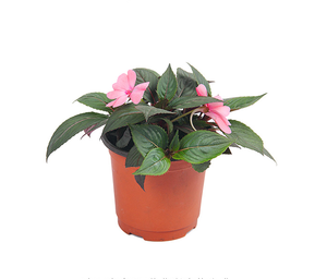 Aparato <span class=keywords><strong>de</strong></span> <span class=keywords><strong>cultivo</strong></span> <span class=keywords><strong>Macetas</strong></span> <span class=keywords><strong>de</strong></span> vivero <span class=keywords><strong>de</strong></span> <span class=keywords><strong>plástico</strong></span> <span class=keywords><strong>para</strong></span> <span class=keywords><strong>macetas</strong></span> y <span class=keywords><strong>macetas</strong></span> <span class=keywords><strong>Cultivo</strong></span> - Product Image 3