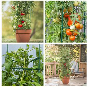 Cages à tomates en métal rustique Design triangulaire pour décor de jardin campagnard - Product Image 3