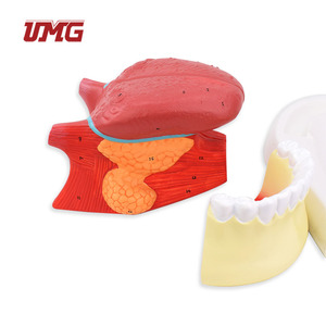 Modelo de Lengua y Dientes Desmontable 2.5 veces más Grande, de Plástico, para Demostración de la Cavidad Oral y la Mandíbula Inferior - Product Image 5