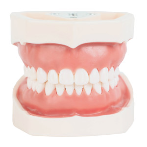 Mejor Modelo Dental de Enseñanza con 28 Dientes de Resina, Encías Blandas Desmontables para Práctica de Implantes, Equipo de Terapia Oral - Product Image 2