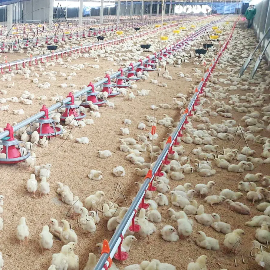 High Quality Full Poultry Farm Full Equipment For Broiler In Ethiopia