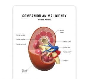 KyrenMed-Modelo de riñón animal de compañía de 2 piezas con renal normal y anatomía patológica para enseñanza veterinaria - Product Image 6