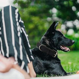 <span class=keywords><strong>Collar</strong></span> de Perro de Cuero Duradero de Alta Calidad Personalizado al por Mayor, <span class=keywords><strong>Collar</strong></span> Clásico para Mascotas para Perros Grandes - Product Image 6