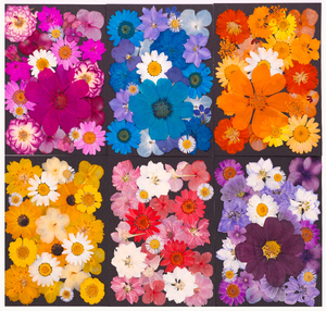 23 pièces/paquet de fleurs séchées pressées colorées pour la résine, marque-page, cadre photo - <span class=keywords><strong>Plante</strong></span> naturelle, Saint-Valentin, Pâques - Product Image 5