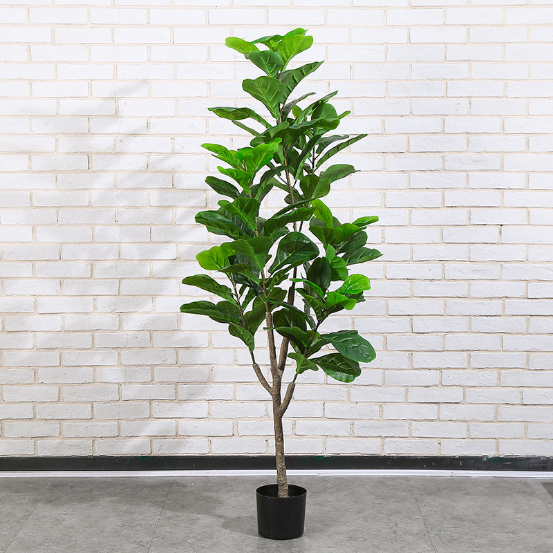 Ficus lyrata 170 cm avec pot