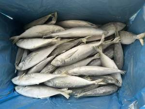 Peixe Cavala Congelado de Alta Qualidade - Mais Vendido para Alimentos Enlatados - Product Image 4