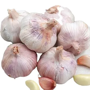 2024 new crop fresh garlic Chinese red normal purple pure white garlic supplier ajo alho garlics price for wholesale export GAP