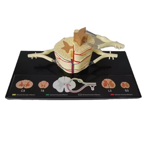 Modelo Anatómico de Neurona de la Médula Espinal Humana para Ciencias Médicas, Herramienta Educativa de Aprendizaje y Entrenamiento de PVC - Product Image 1