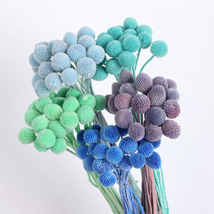 Flores Secas Preservadas Billy Button y Plantas Billy Ball Craspedia Natural para Decoración de Bodas y Hogar - Product Image 1