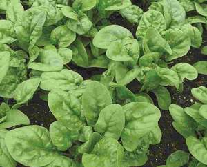 Simply Garden Laitue Little Gem Salade de légumes frais Cultivez votre propre jardin - Product Image 3