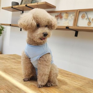 Dog Anti Harassment Clothing Blue Breathable All Seasons Pet Clothes - Product Image 3