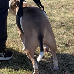 Yaralanma destek demeti yukarı kaldırın köpekler için Pet vücut merdiven köpek kaldırma demeti geri bacaklar - Product Image 5