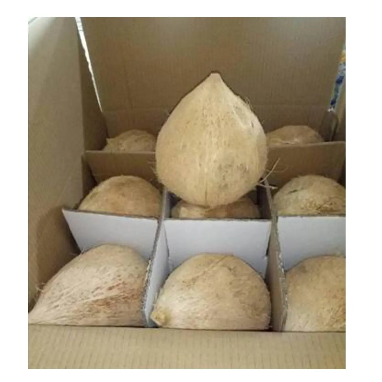 Cáscara de un año de coco semidescascarado de Vietnam, alta calidad, el mejor precio para la exportación, origen de Vietnam