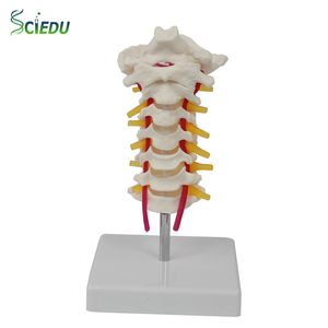 Modelo de Esqueleto Humano de PVC SCIEDU, 7 Vértebras Cervicales, Hueso Occipital, Recurso de Enseñanza para Ciencias Médicas - Product Image 1