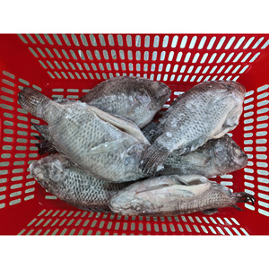 Tilapia Congelata IQF per il Mercato UE, Pesci Tilapia Congelati 350-550g, 550-750g, Tilapia Congelata Eviscerata e Sconchigliata - Product Image 3