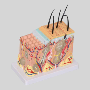 Modèle de <span class=keywords><strong>squelette</strong></span> humain agrandi 50 fois avec cheveux pour l'enseignement de la médecine et de l'anatomie - Product Image 4
