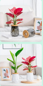 Pot de fleurs hydroponique transparent en plastique durable, léger, moderne, pour usage domestique, personnalisable - Product Image 3
